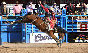 A bronc rider wearing batwing chaps