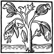 Cotton plant as imagined and drawn by John Mandeville in the 14th century