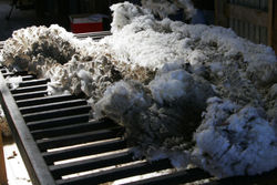 Wool in a shearing shed