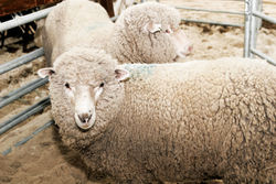 Wool sheep, Royal Melbourne Show