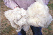 Long and short hair wool at the South Central Family Farm Research Center in Boonesville, AR 