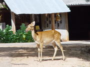 What species of deer is shown in this image from the Tiger Temple in Thailand?