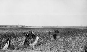 Picking cotton in Oklahoma in the 1890s